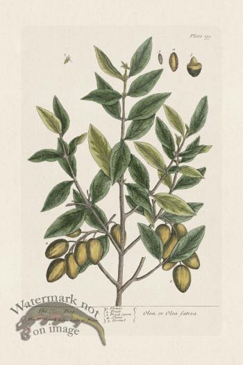 BEE 199 The Olive Tree